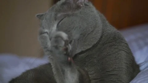 British breed cat cleans itself with the tongue, lying on the bed, white Stock-Footage 82099395