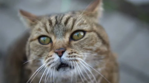 British breed cat yawns Stock Footage