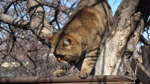 British brown cat climbs a tree. The cat walks in nature. Stock Footage 154108075