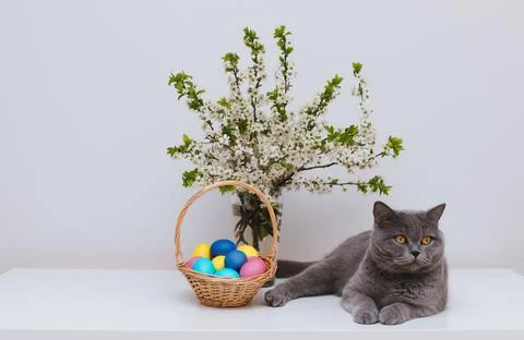 British cat and Easter eggs in basket on a white background. Easter compositi Stock Photos