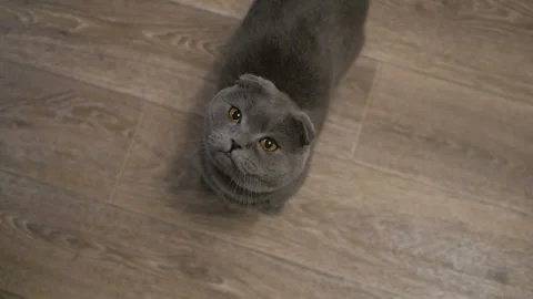 British cat asks to eat from his master. cat goes on the floor. Video stock 99330894