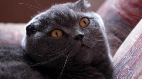 British Cat With Big Eyes 動画素材 60229404