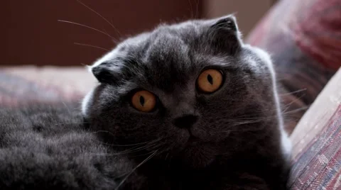 British Cat With Big Eyes 動画素材 60229429