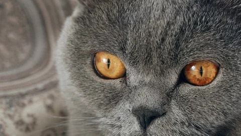 British cat with big eyes Stock Footage 124304791