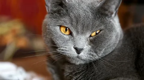 British cat with big orange eyes Stock Footage 10680853