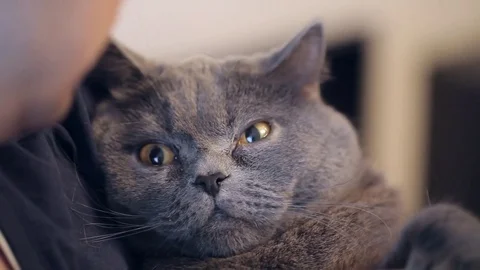 British Cat Bites A Man Close-up. Man Holding A Cat. Stock Footage 84949751