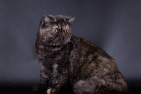 British cat on a black background in the studio isolated, orange eyes Stock Photos
