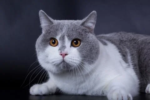 British cat on a black background in the studio isolated Stock Photos