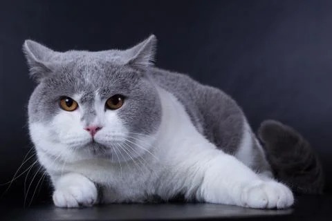 British cat on a black background in the studio isolated Stock Photos