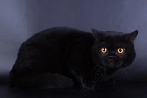 British cat on a black background in the studio isolated, orange eyes. Stock Photos