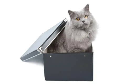 British cat in black box isolated Stock Photos