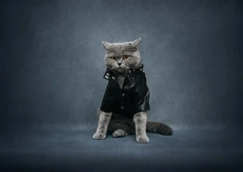 British cat in a black leather jacket on a blue background. Brutal biker cat. Stock Photos