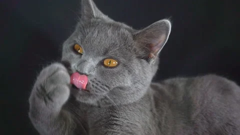 British cat breed cleans itself with the tongue lying on the bed. Stock Footage 100406163