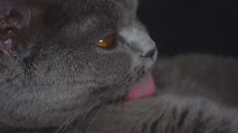 The British cat breed cleanses itself with its tongue. Stock Footage 120145537