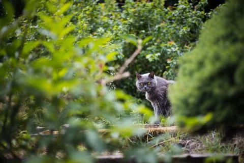 British Cat in Bushes Stock Photos