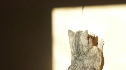 British cat catches a shadow Stock Footage 58703584