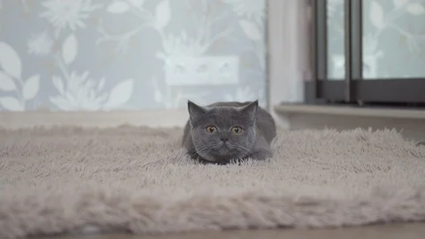 British cat chasing and hunting for prey action camera Stock Footage 108721345