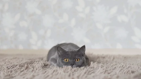 British cat chasing and looking for cat toy Stock Footage