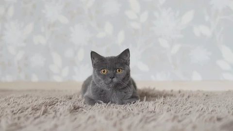 British cat chasing and looking for cat toy Stock Footage 108733761