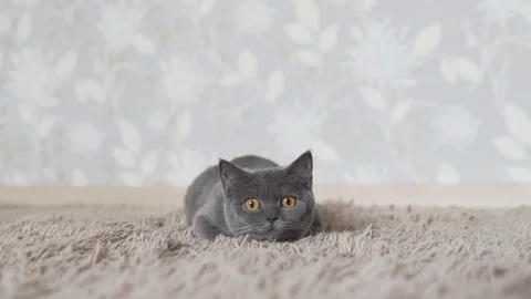 British cat chasing and looking for cat toy Stock Footage 108733998