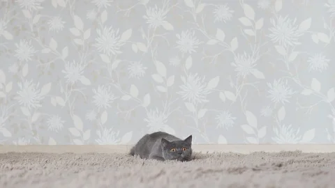 British cat chasing and looking for cat toy Stock Footage 108734762