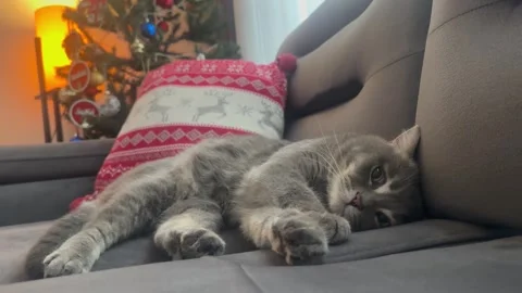 British cat with christmas tree Stock Footage 259465621