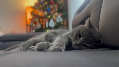 British cat with christmas tree Stock Footage 259466498