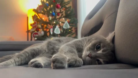 British cat with christmas tree Stock Footage 259466549
