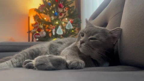 British cat with christmas tree 스톡 동영상 259466554