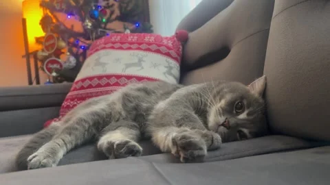 British cat with christmas tree Stock Footage 259466650