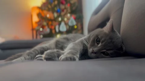 British cat with christmas tree Stock Footage 259466771