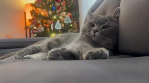 British cat with christmas tree Stock Footage 259466812