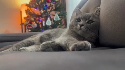 British cat with christmas tree Stock Footage 259466818