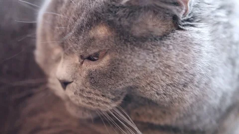 British Cat Close-up. The Camera Moves From The Bottom Up. Stock Footage 84949600