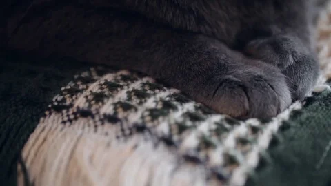 British Cat Close-up. The Camera Moves From The Bottom Up. Stock Footage 84949606
