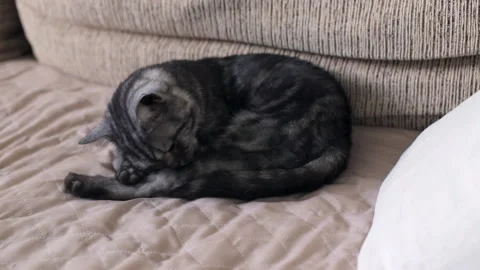 British Cat is dozing on the couch Stock-Footage 91225711