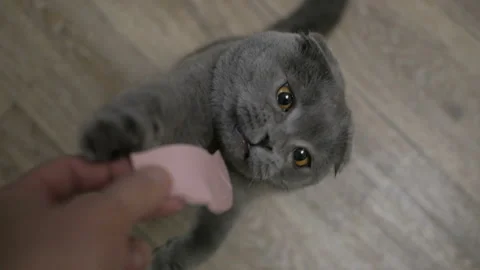British cat eats sausage from the owner's hands. Cat bites sausage Stock Footage 99329745