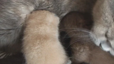 British cat feeds and washes her kittens Vídeos de archivo 58142047