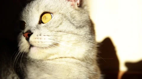 British cat. Stock-Footage 45886332