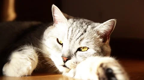 British cat. Stock-Footage 45887914