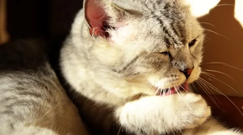 British cat. Stock Footage 45889103