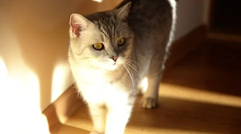 British cat. Video stock 45907824