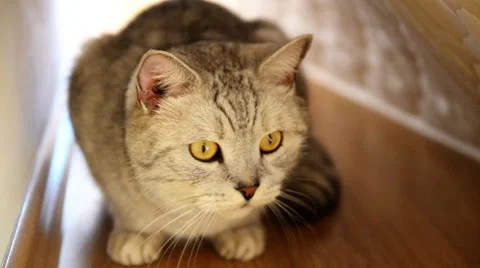 British cat. Stock-Footage 45908268