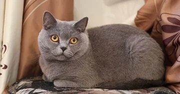 British cat Stock Footage 85832800