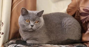 British cat Stock Footage 85832833