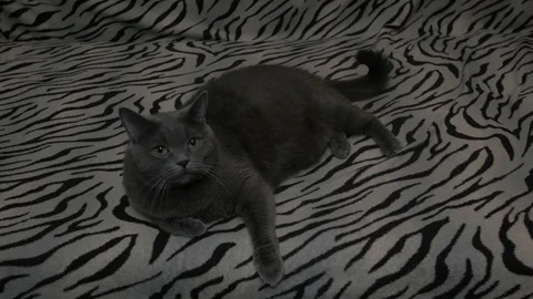 British cat 스톡 동영상 101429576