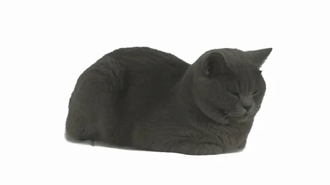 British cat 動画素材 104057036