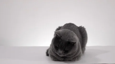 British cat 動画素材 104097695