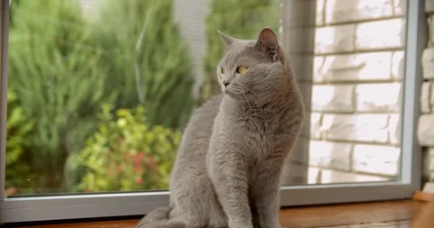 British cat Video stock 112929867