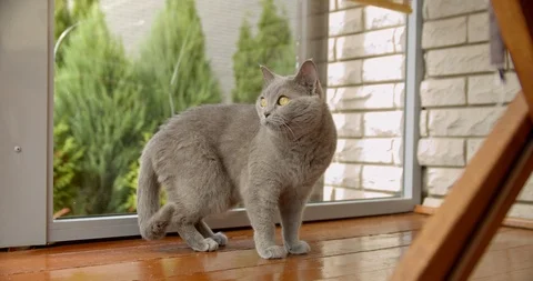 British cat Stock Footage 112933535